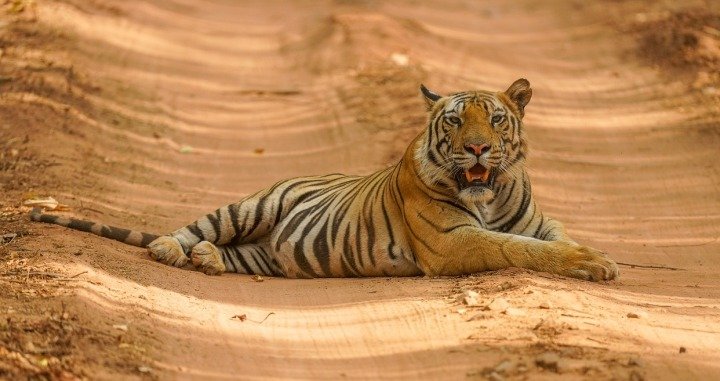 Classic Heritage & Tiger Trails Tour of India