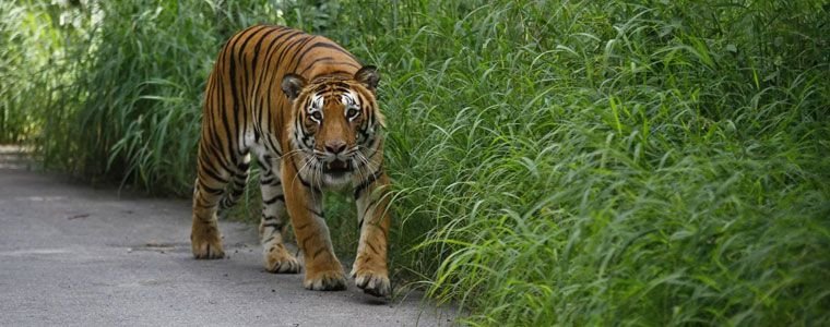 India’s Tiger Trial